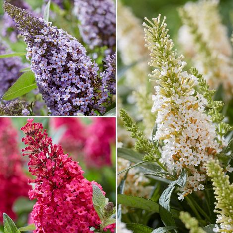 Buddleja davidii Butterfly Candy Trio Little Sweetheart, White, Little Ruby - Arbres à papillons nains Pot de 4L/5L
