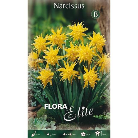 Bulbi di Narciso Rip van Winkle 5 Bulbi