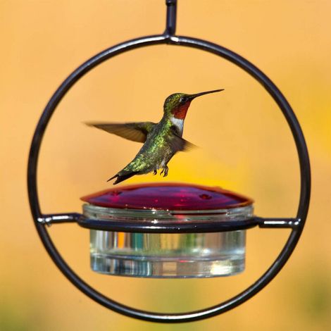 Lot de 3 Mangeoires pour Colibris en Métal - Distributeurs de Nectar Suspendus Simples et Élégants pour Jardin (1/5)
