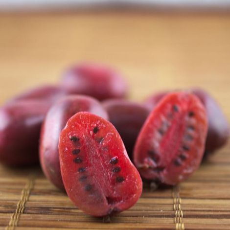 Kiwi de Sibérie arguta Purpurea femelle – Fruits pourpres sucrés – Exposition ensoleillée à mi-ombragée – Plante grimpante rustique en godet