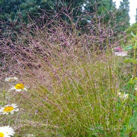 3 Stipes 'Palomino'