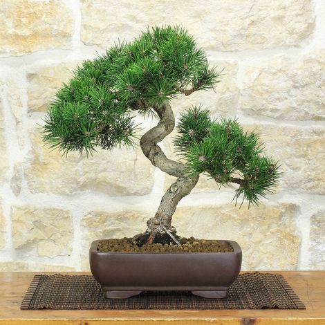 Bonsai di Pino nero Thunbergii, alto 42 cm, esemplare unico (1/5)