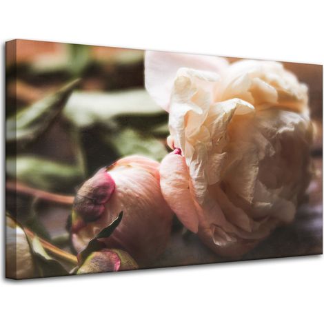Leinwanddruck Botanik Blumen Pfingstrose 80x50 cm