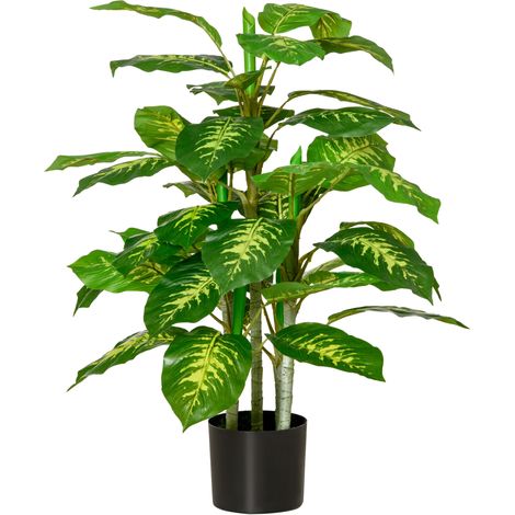 Plante Calathea Munich (1/5)