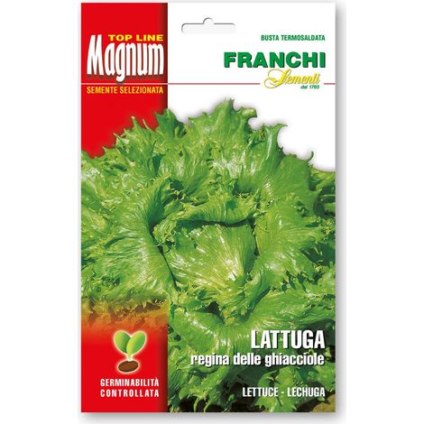 SEMI DI LATTUGA REGINA DELLE GHIACCIOLE