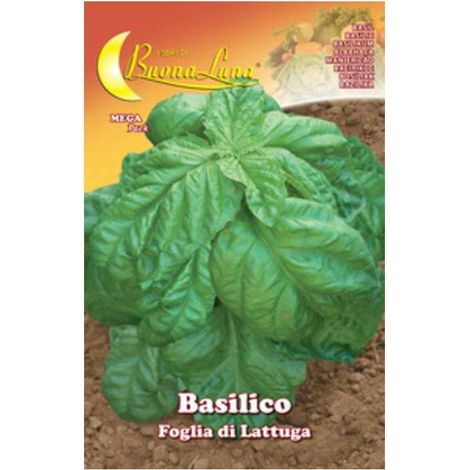 10 x SEMI ORTO BASILICO FOGLIA LATTUGA