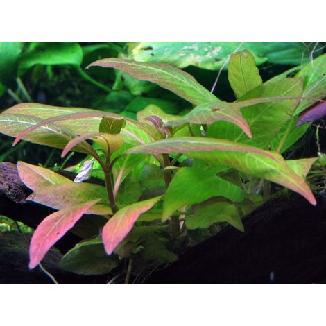 Aquarium Pflanze Hygrophila Compact Nr.052D