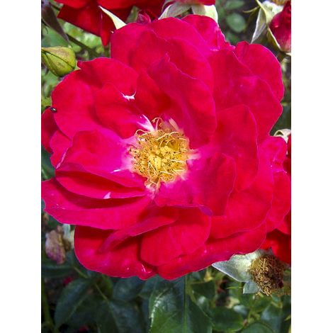 Rosier à fleurs groupées 'Garance' Pot de 4L/5L