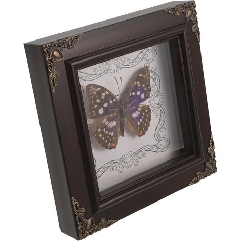 Cadre Photo Spécimen Grosse Taille, Cadre D'ombre en Bois pour Décoration Vintage, Tableau Encadré de Collection Encadrée pour Maison et Bureau, Spécimen Encadré Mâle (1/5)