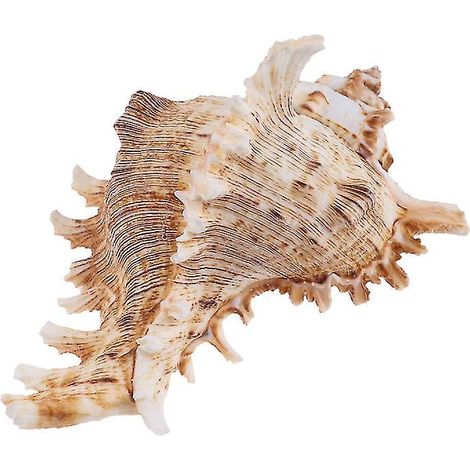 1 ornement en coquillage (1/3)