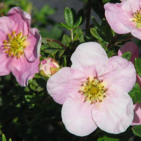 Potentille arbustive 'Princess' 'Pink Queen' - 25-30 cm pot
