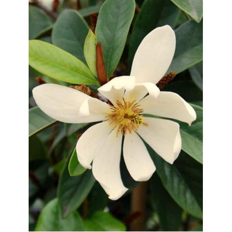 Magnolia 'Fairy Cream'® -Michelia- Pot de 3L/4L (1/3)