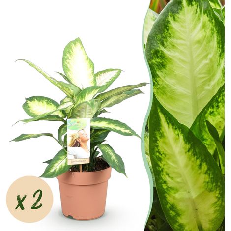 Lot de 2 Plantes d'Intérieur Dieffenbachia Camilla Feuillage Panaché Pot 17 cm Hauteur 45-50 cm - PANGIVO (1/5)