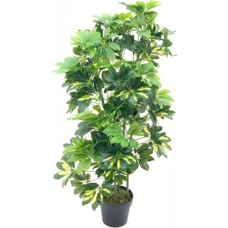 Pianta ornamentale Schefflera a foglie verdi con vaso 96 cm.