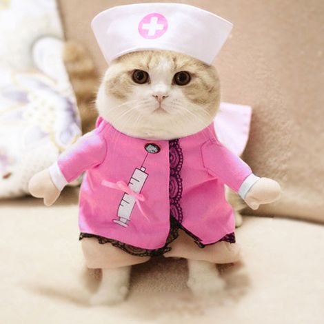 Déguisements amusants pour animaux de compagnie (chien/chat) : costume de docteur, infirmière, princesse, cowboy, célibataire, empereur, pour Halloween ou cosplay. (1/5)