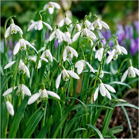 Perce-neige Galanthus Woronowii Sgaravatti 10 bulbes blancs, floraison précoce idéale en bordure et sous-bois - 617421 (1/3)
