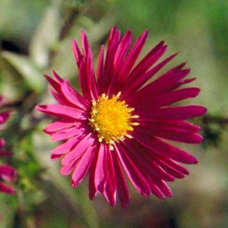 4 x Aster grand d'automne 'Crimson Brocade' - godet 9x9 cm (1/5)