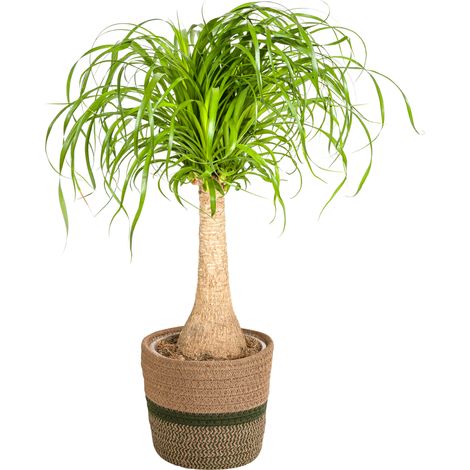 Beaucarnea Recurvata Pied d'Éléphant Plante d'Intérieur avec Pot Ø21cm Hauteur 60-80cm - PANGIVO (1/5)