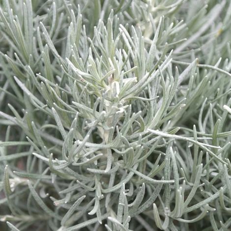 Immortelle d'Italie