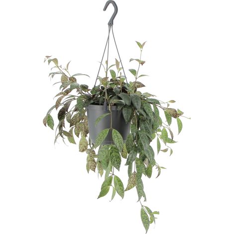 Aeschynanthus Marmoratus - Vaso da Coltura Ø 17 cm (1/4)