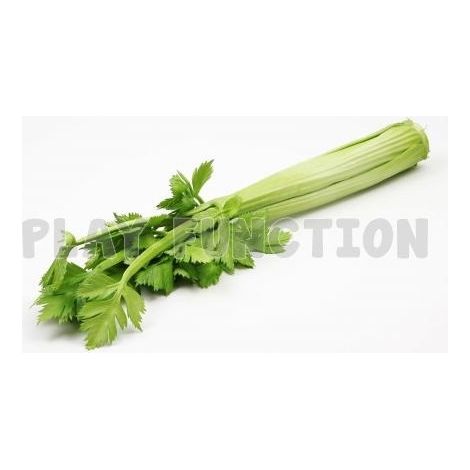 Frutta e ortaggi in plastica decorativa artificiale sedano 39 x 12 cm (1/2)