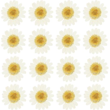48 margaritas secas prensadas naturales, ideales para manualidades, decoración del hogar, uñas y tinte blanco.