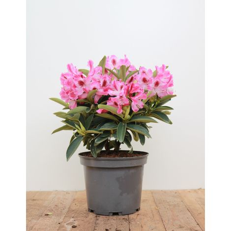 Rhododendron 'Helen Martin' Rhododendron Hybr.'Helen Martin' C 5 30- 40 (1/5)