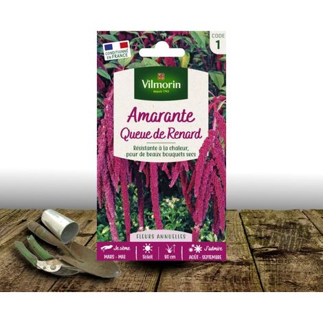 Graines d'Amaranthe Queue de renard