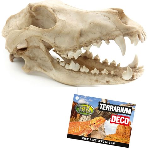 Reptile Nova Skull Wolf Skull Décoration pour terrarium 27 x 13 x 13,5 cm (1/2)