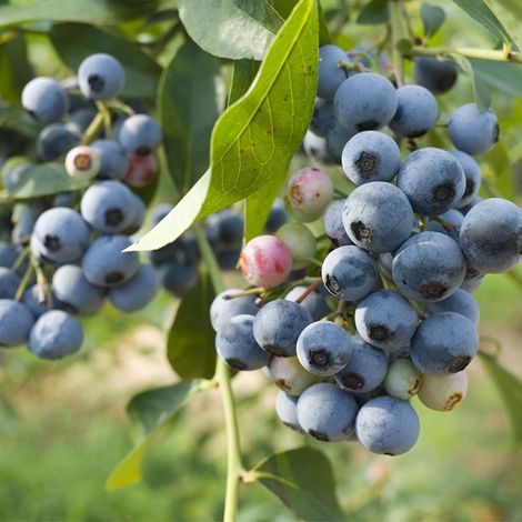 Myrtillier 'Patriot' (Vaccinium corymbosum 'Patriot')