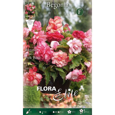 BEGONIA PENDULA PINK WAVE (CONFEZIONE DA 3 BULBI)