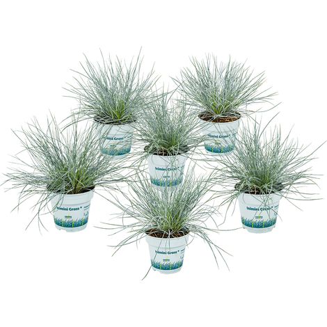 Bloomique - Lot de 6 - Festuca Glauca Compacta Blue - Fétuque Bleue - Herbe Ornementale - Plantes de Jardin - Rustique - Hauteur 20-30 cm - Pot 10,5 cm