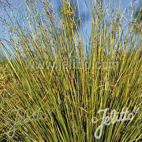 Laîche de Buchanan Green Twist, Carex/Godet - 5/20 cm