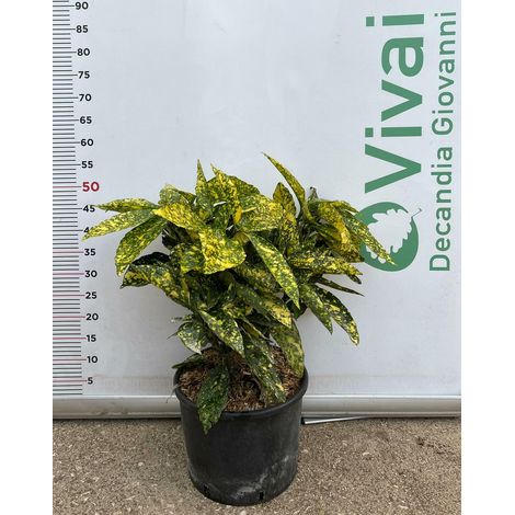 PIANTA DI AUCUBA JAPONICA  IN VASO 24 CM CESPUGLIO (foto reale)