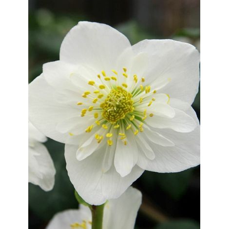 Rose de Noël, Hellébore Godet de 8/9 cm