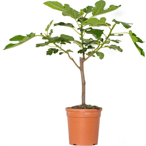 Bloomique - Ficus carica 'Brown Turkey' - Figuier - Arbre fruitier - Plante de jardin - Rustique - 60-80 cm de Haut - Pot 17 cm (1/5)