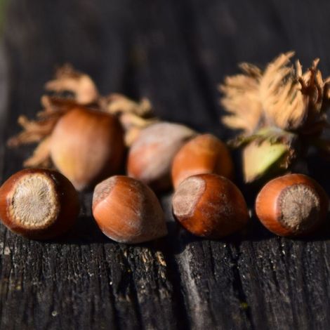 Noisetier Nottingham/Pot de 5L - 40/80 cm (1/4)