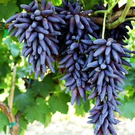Racines De Vigne - Résistantes À La Sécheresse - Pour Treillis Extérieur - Adaptée Aux Débutants - 1 Unité (1/4)