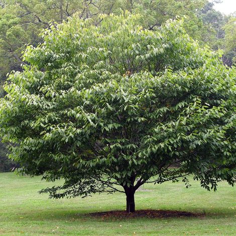 Erable à feuilles de charme – Acer carpinifolium – Pot de 7,5L/10L – Hauteur à maturité 700 cm – Feuillage marcescent caduc