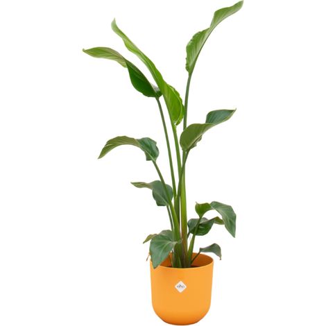Strelitzia Nicolai Plante Oiseau du Paradis avec Pot Round Jaune Ø23 cm Hauteur 100 cm - PANGIVO