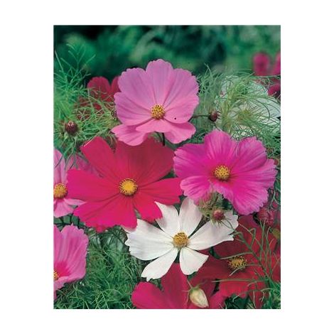 COSMOS SENSATION - 2 G