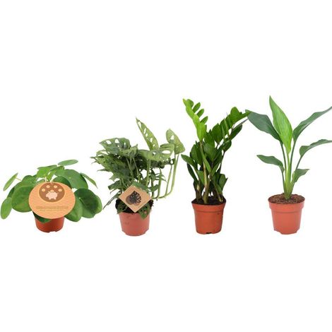 Lot de 4 Plantes d'Intérieur Vertes Ø12 cm Hauteur 20-40 cm Monstera Strelitzia ZZ et Pilea - PANGIVO
