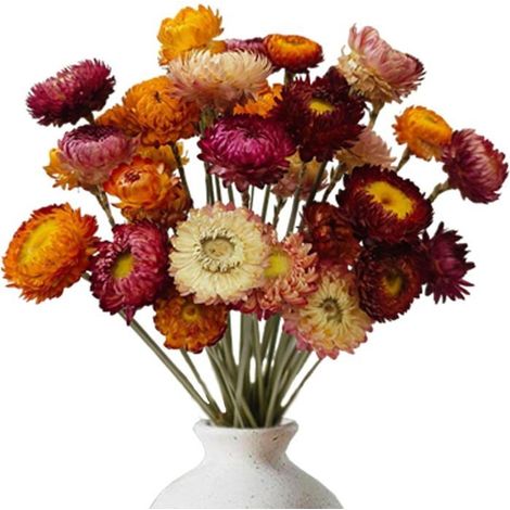 20 Pièces Naturelles Bouquet Fleurs Séchées Couleurs Mixtes Fleur Séchée–Petites Marguerites pour Salon Mariage DIY Intérieure (1/5)