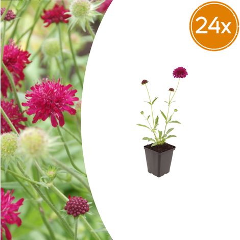 Lot de 24 Knautia macedonica - Plante Vivace Fleurs Rouge Foncé - Pot Ø9 cm - 10-25 cm - PANGIVO (1/5)