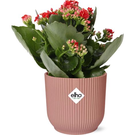 Kalanchoe Rosalina plante fleurie rouge pot 14 cm décoration intérieure - PANGIVO