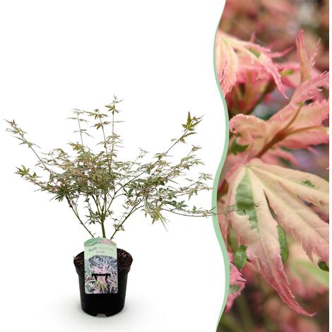 Érable du Japon Acer palmatum Iyoshi - Plante de Terrasse et Jardin - Rose - Pot 19 cm - H 70 cm - PANGIVO (1/5)