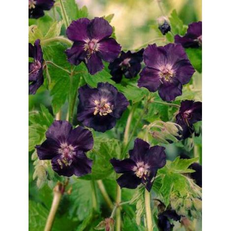 Géranium vivace livide 'Raven' Godet de 8/9 cm