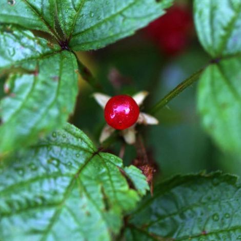 Groseillier des Alpes (Ribes alpinum) (1/3)