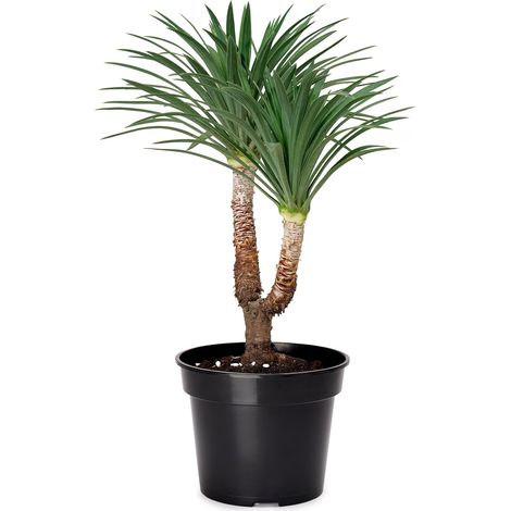 1 Pot horticulture, plastique résistant, noir, diamètre 45cm, hauteur 33,5cm, pour plantes et fleurs