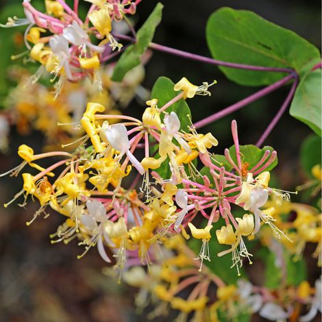 Chèvrefeuille - Lonicera xheckrottii American Beauty 70cm (1/2)